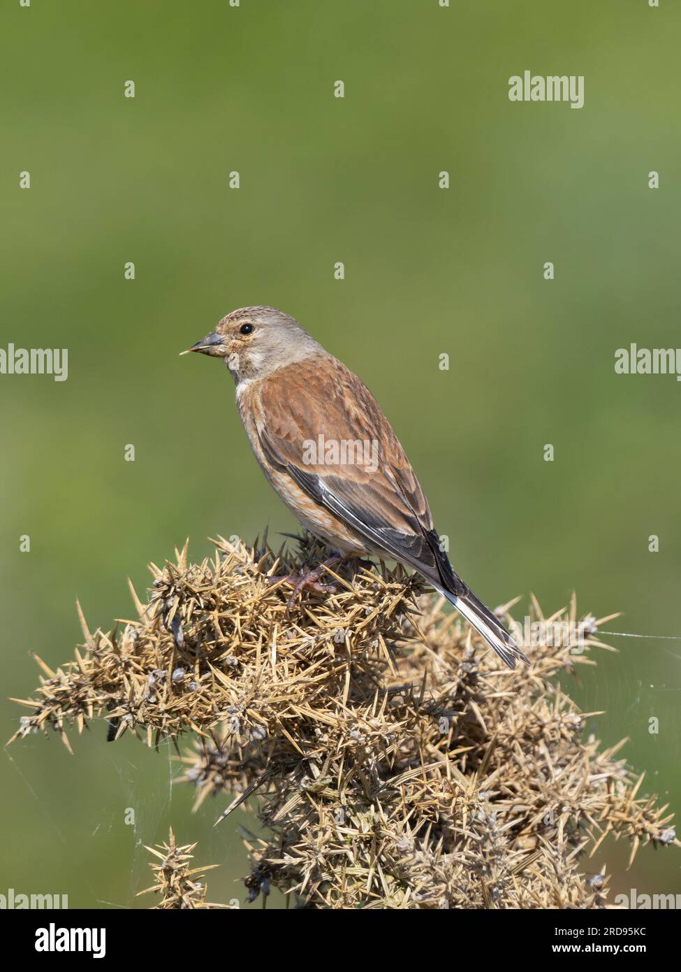 A common linnet (Linaria cannabina), perched on top of a gorse bush. Stock Photo