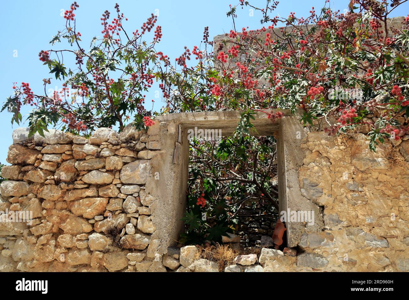 Red spiky fruit - rambutan - ripening on a tree by an abandoned building, Tilos island, Dodecanese, Greece. Stock Photo