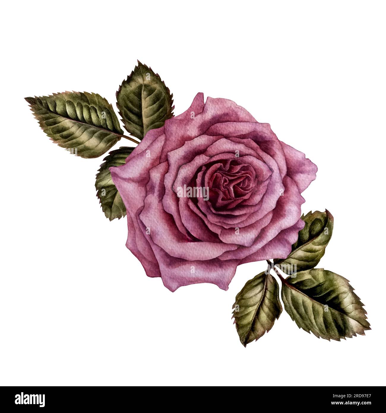 Watercolor bouquet of pink roses and green leaves. Design for Valentine ...