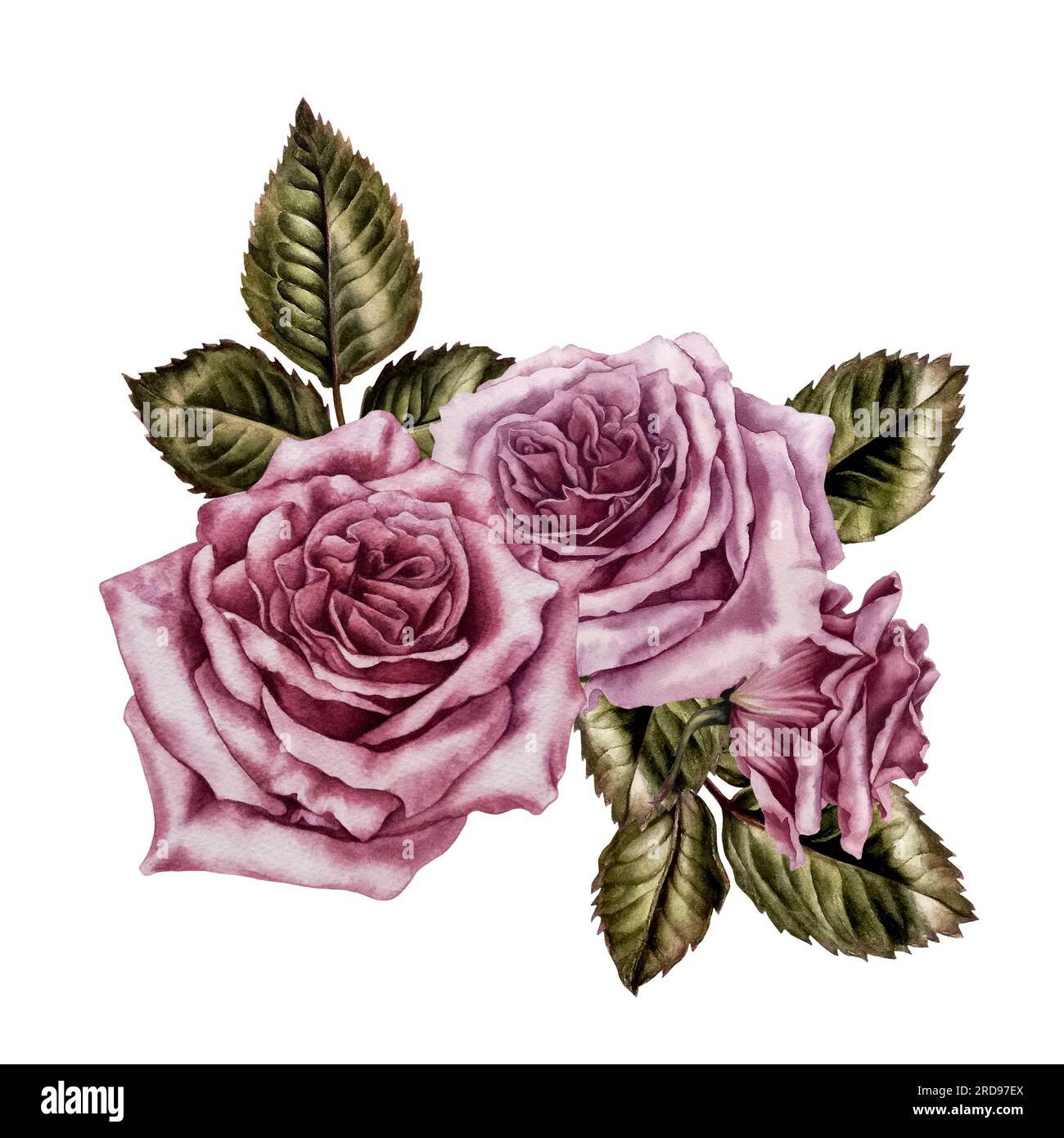 Watercolor bouquet of pink roses and green leaves. Design for Valentine ...