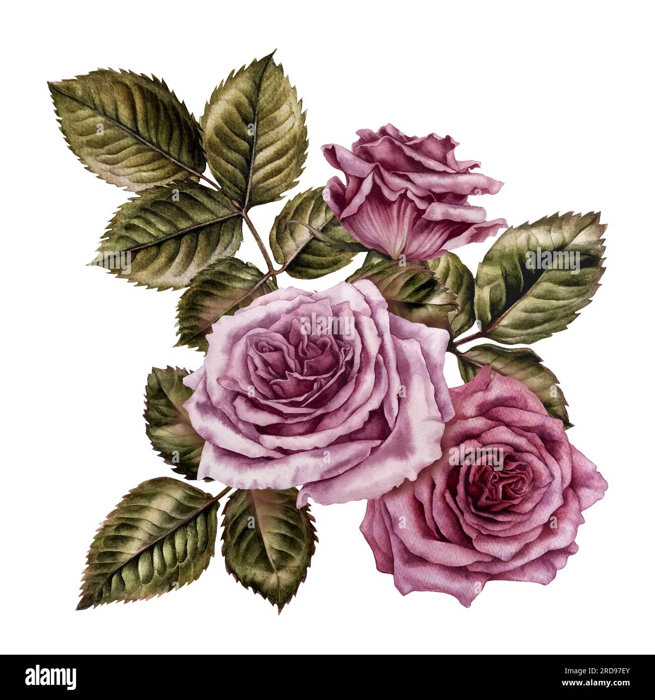 Watercolor bouquet of pink roses and green leaves. Design for Valentine ...
