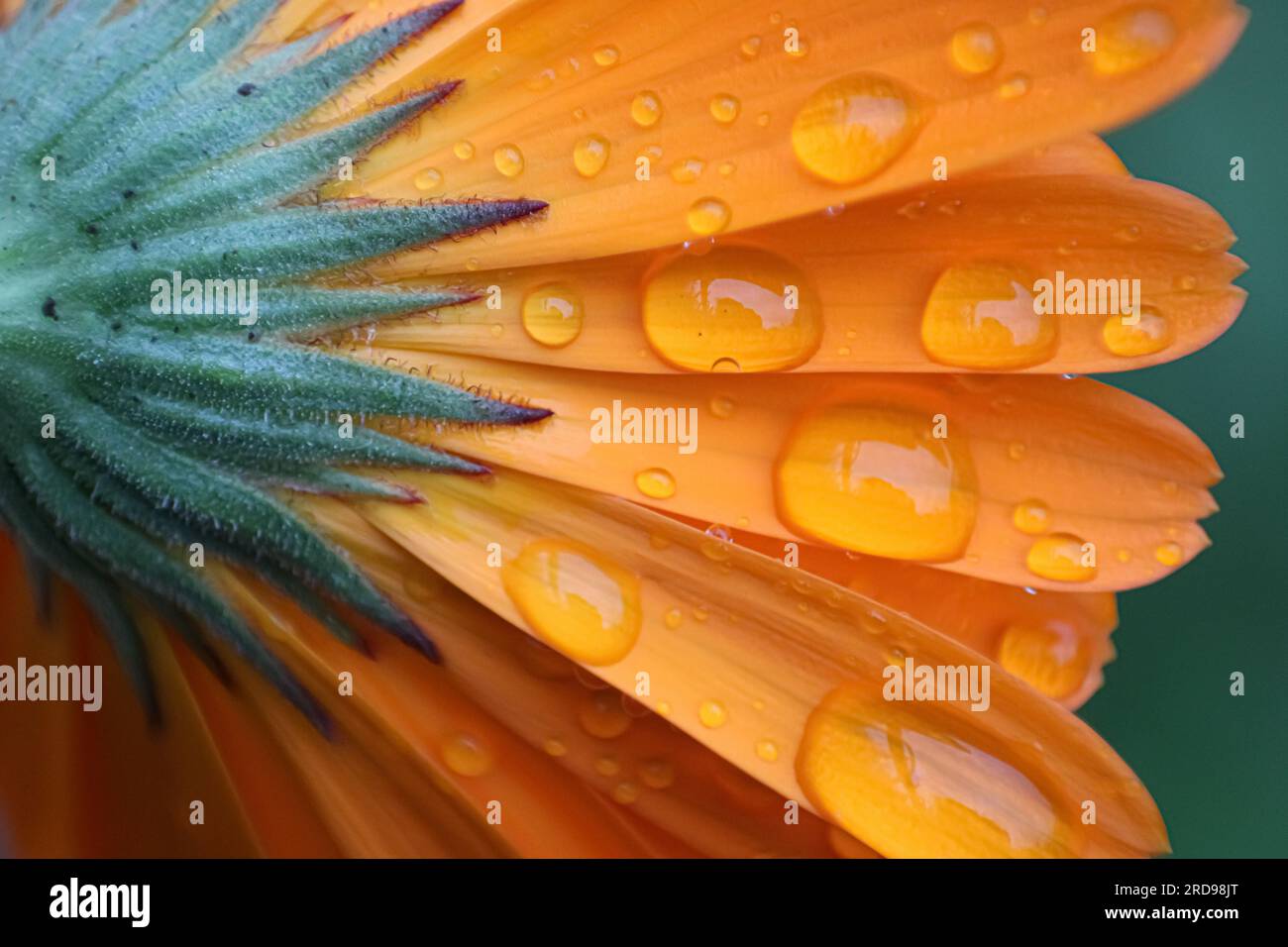 Macro close up of a pot marigold flower with orange petals and rain droplets Stock Photo