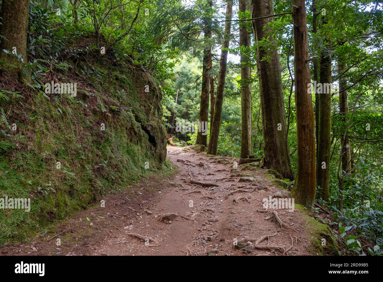 Hiking trail in the forest of Lake of Congro 'Lagoa do Congro' in the Island of Sao Miguel in the Azores Stock Photo