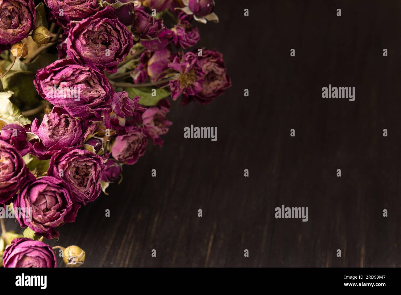 Bouquet of dry pink roses on a dark wooden background close-up. Concept of loneliness or age. Sadness, unhappy love. Stock Photo