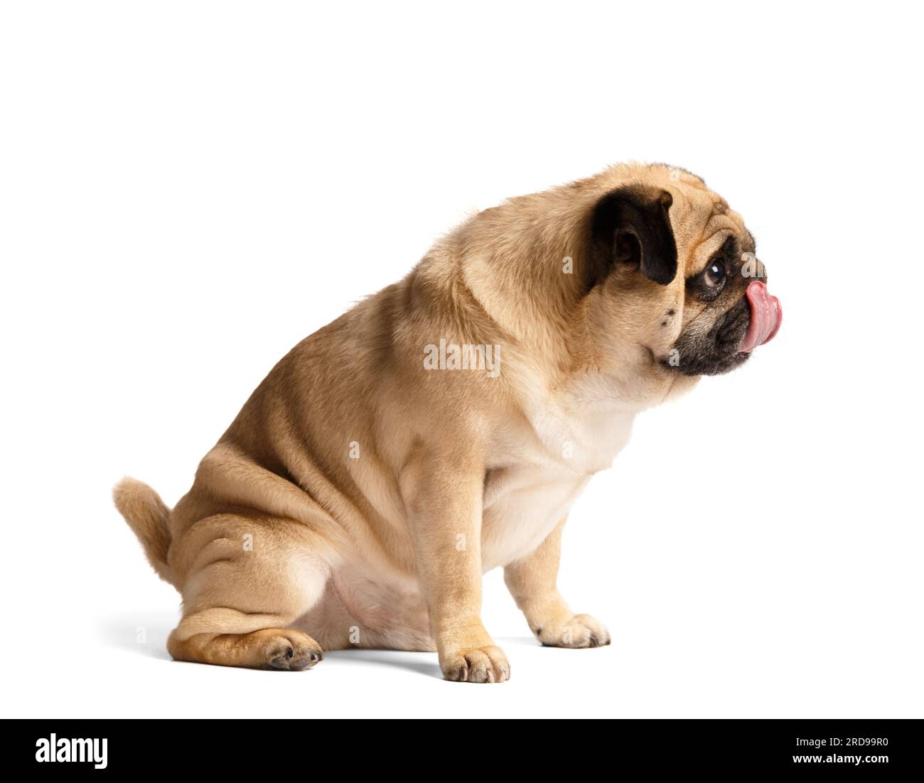 A cute funny purebred pug sits on a white background, looks away and licks his lips, touching his nose with his tongue. Stock Photo