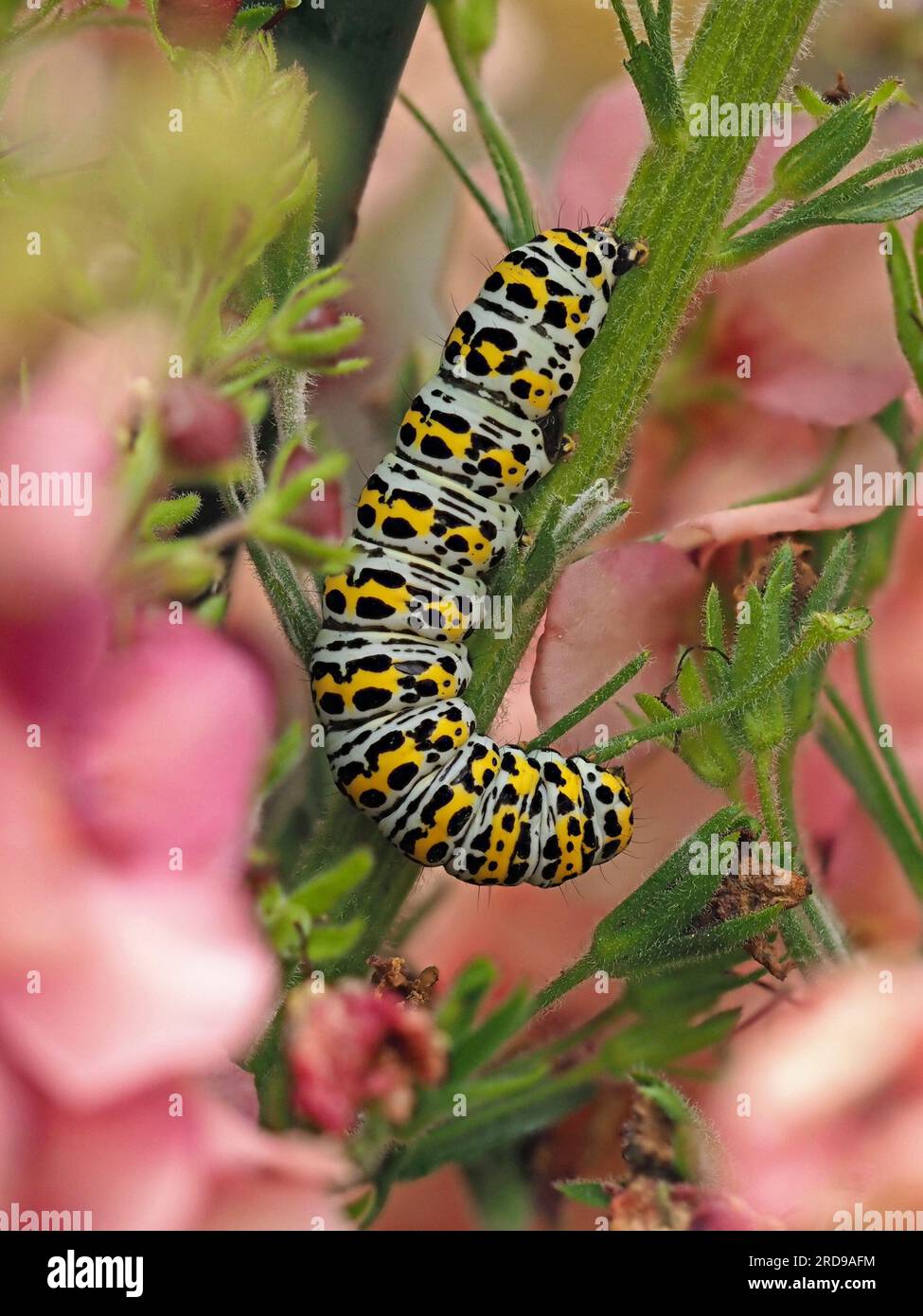 Caterpillar beige sales