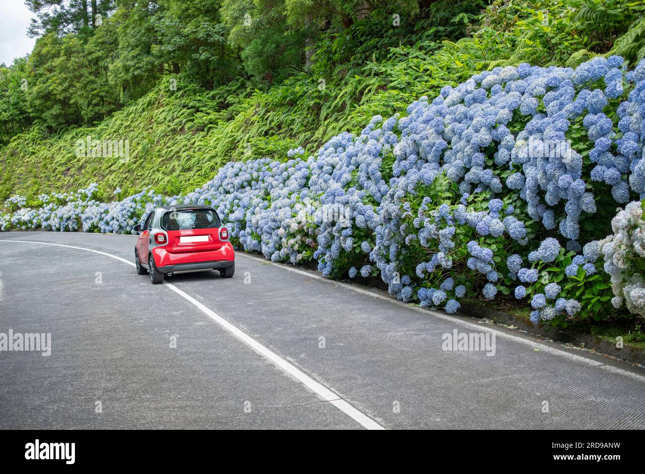 Sete Cidades, Azores: 30.07.2019: Red car on the road with blue hydrangea flowers. Sao Miguel island in the Azores Stock Photo