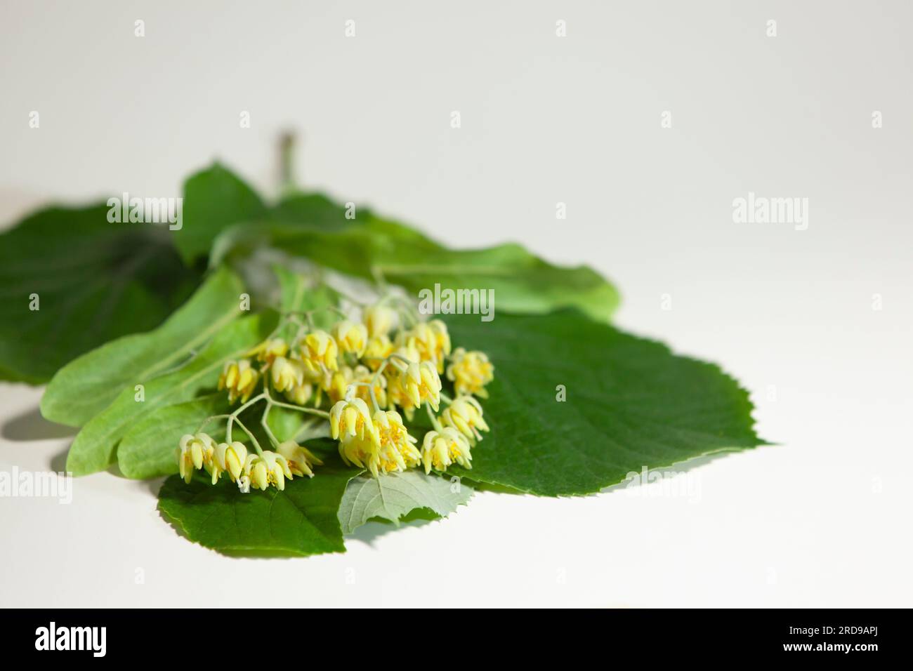 Collected linden flowers on a white background. Stock Photo