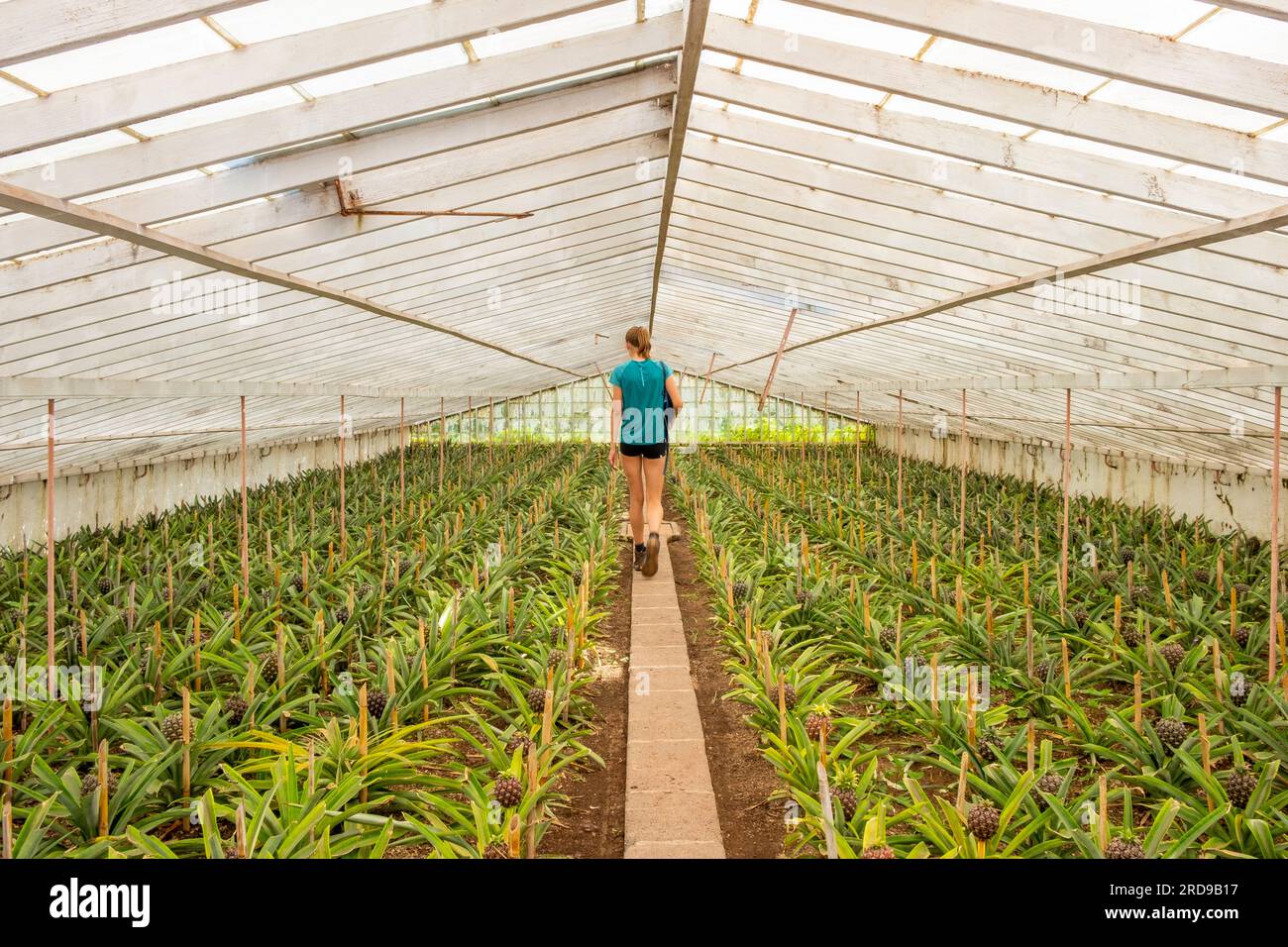 Young woman walking in a greenhouse of pineapple plantation, rear view