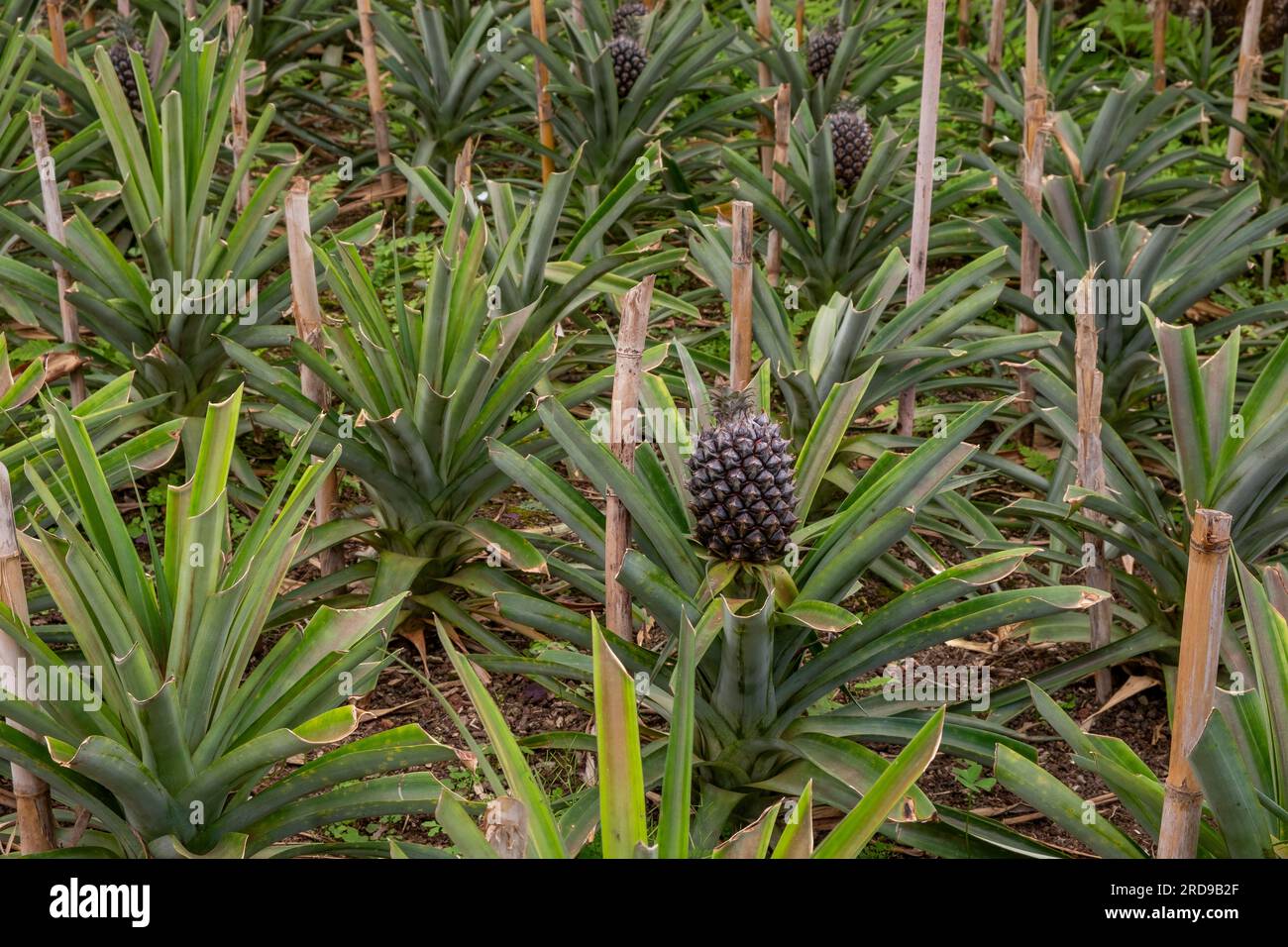 Pineapple plantation in the Azores. Pineapples growing in the greenhouse. São Miguel island in the Azores. Stock Photo