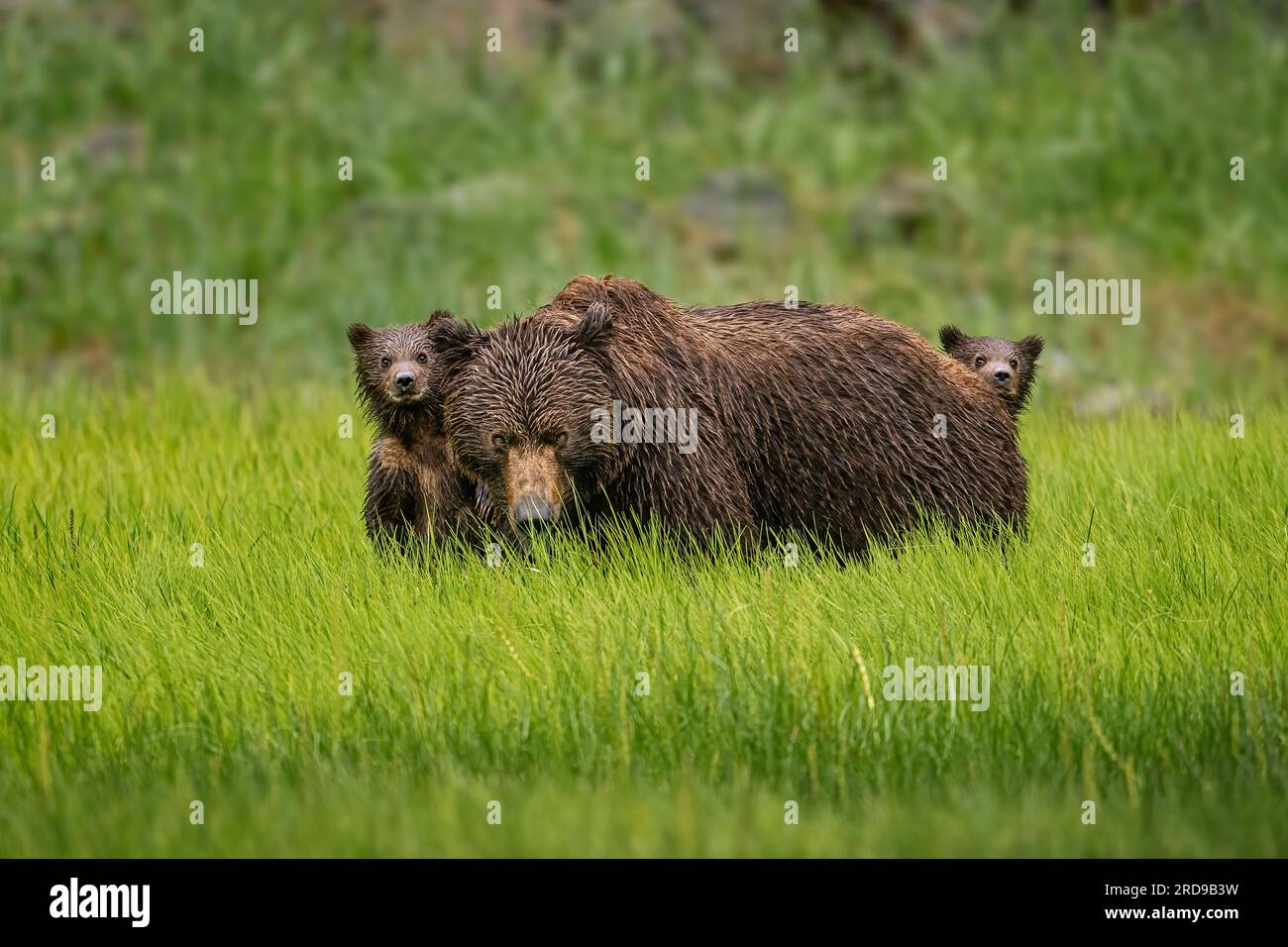 Brown bear sow with cubs Stock Photo - Alamy