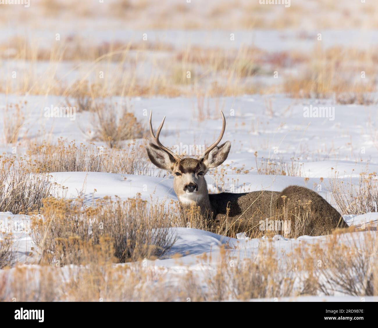 A mule deer buck beds in the snow Stock Photo Alamy