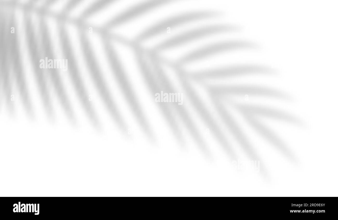 Palm leaf shadow overlay. Tropical blurred leaf. Light overlay ...