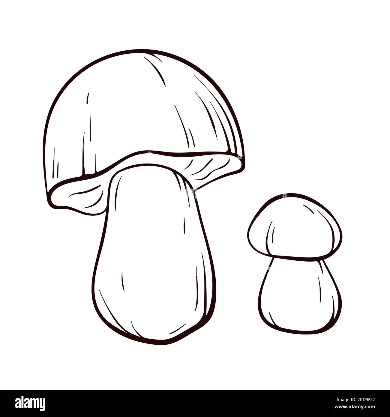 Boletus mushrooms in line art style. Big white mushroom for printing