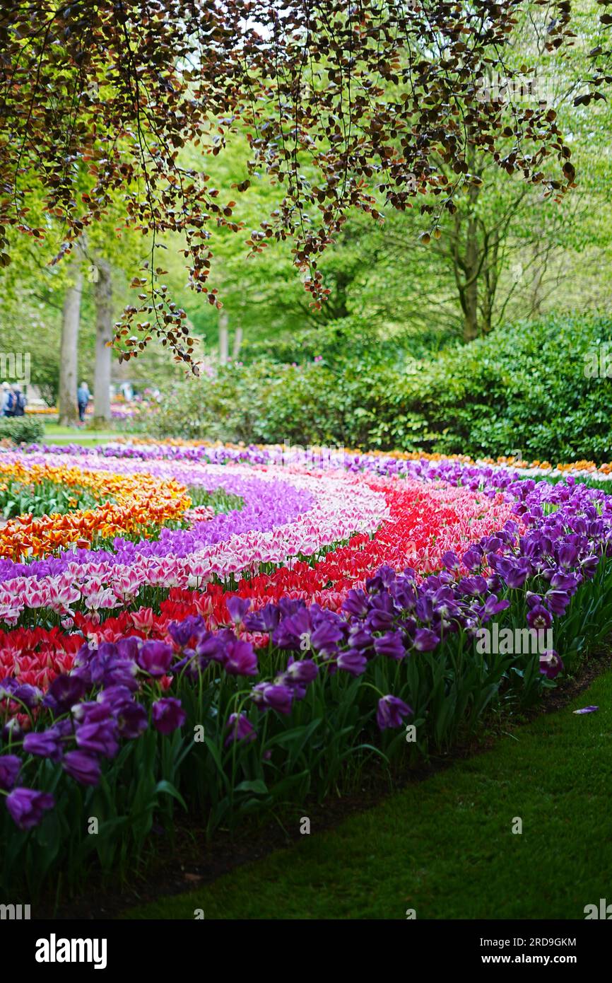Colourful flowers from Keukenhof, Amsterdam Stock Photo - Alamy