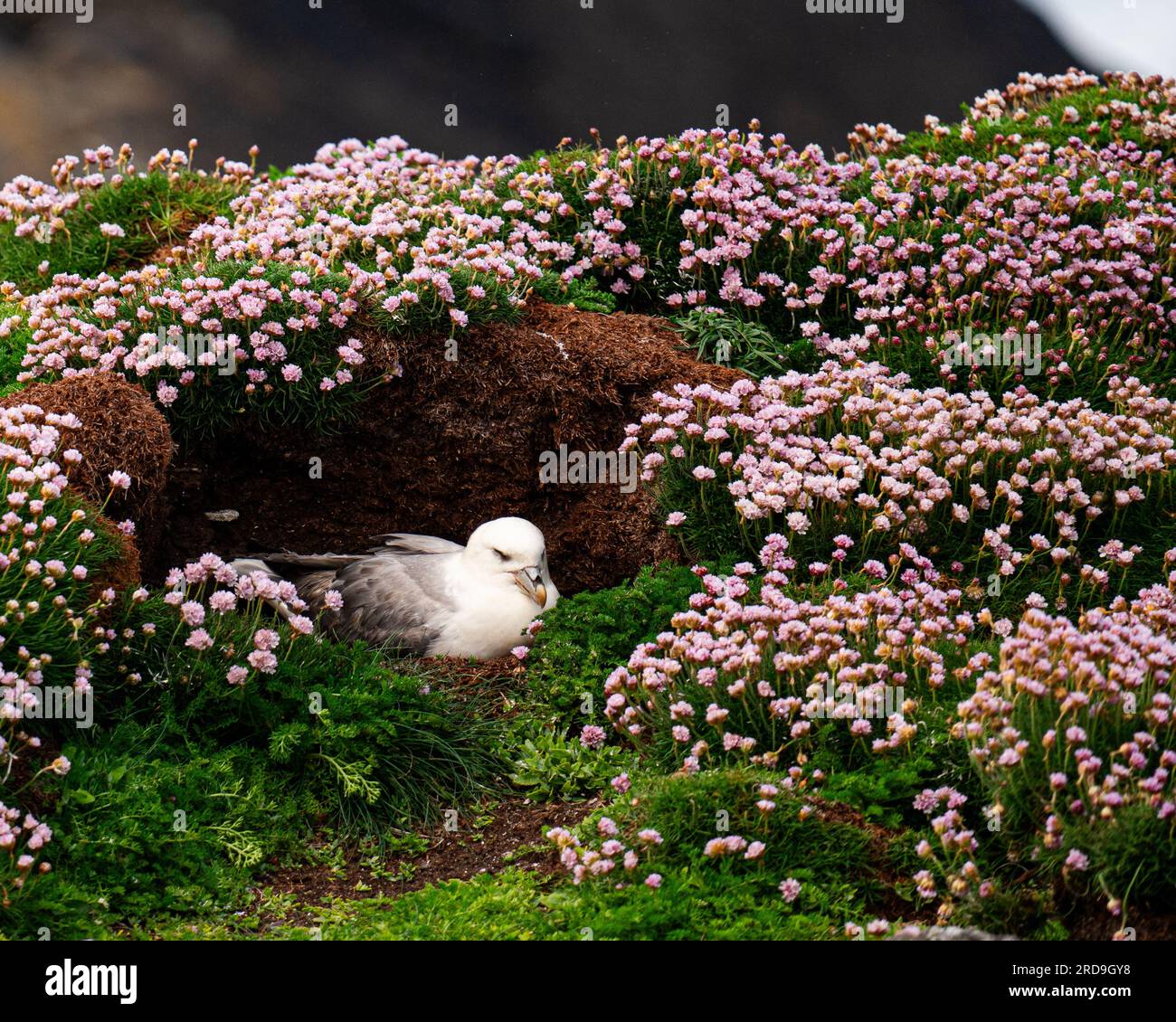 Garden bird photography hi-res stock photography and images - Alamy
