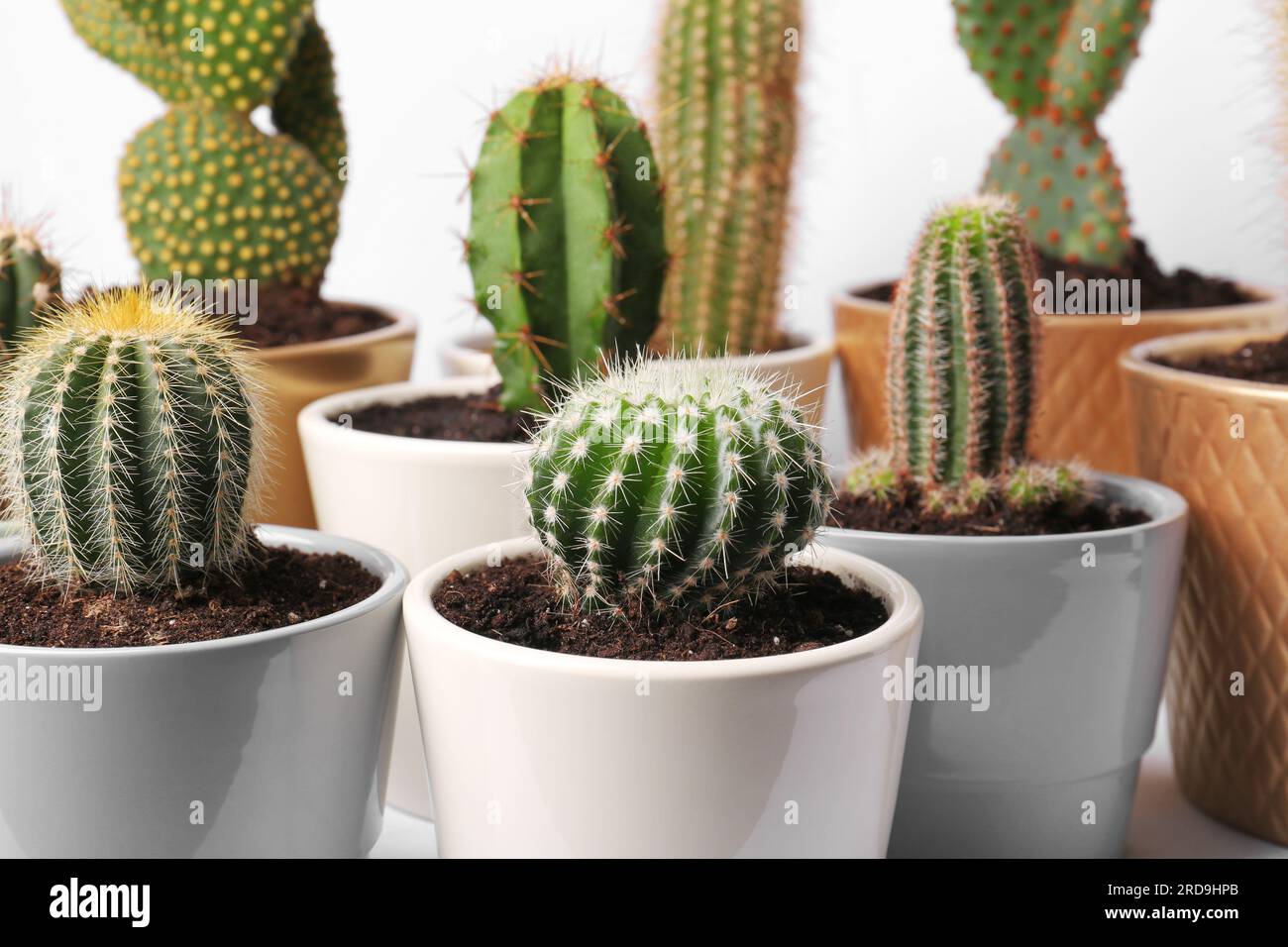 Multiple Cacti Many different cacti in pots on white background Stock Photo - Alamy