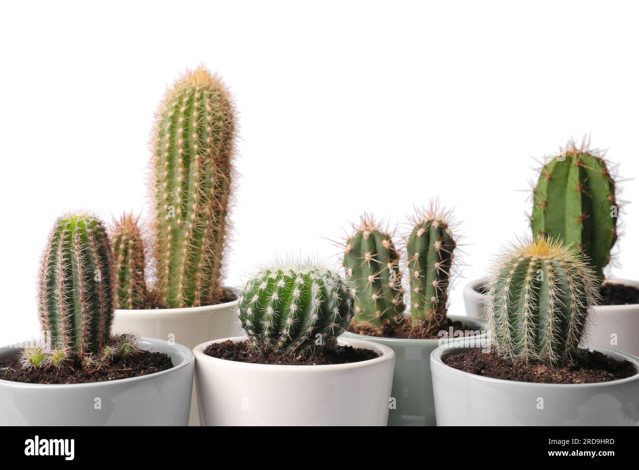 Many different cacti in pots on white background Stock Photo