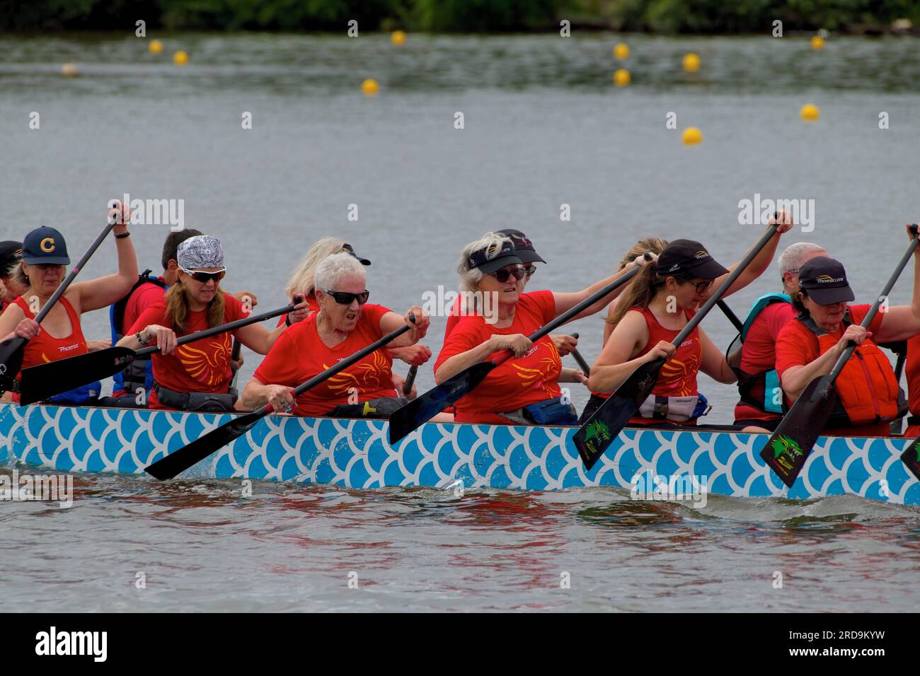 Dragon Boat Racing Cooper river teamwork Stock Photo Alamy
