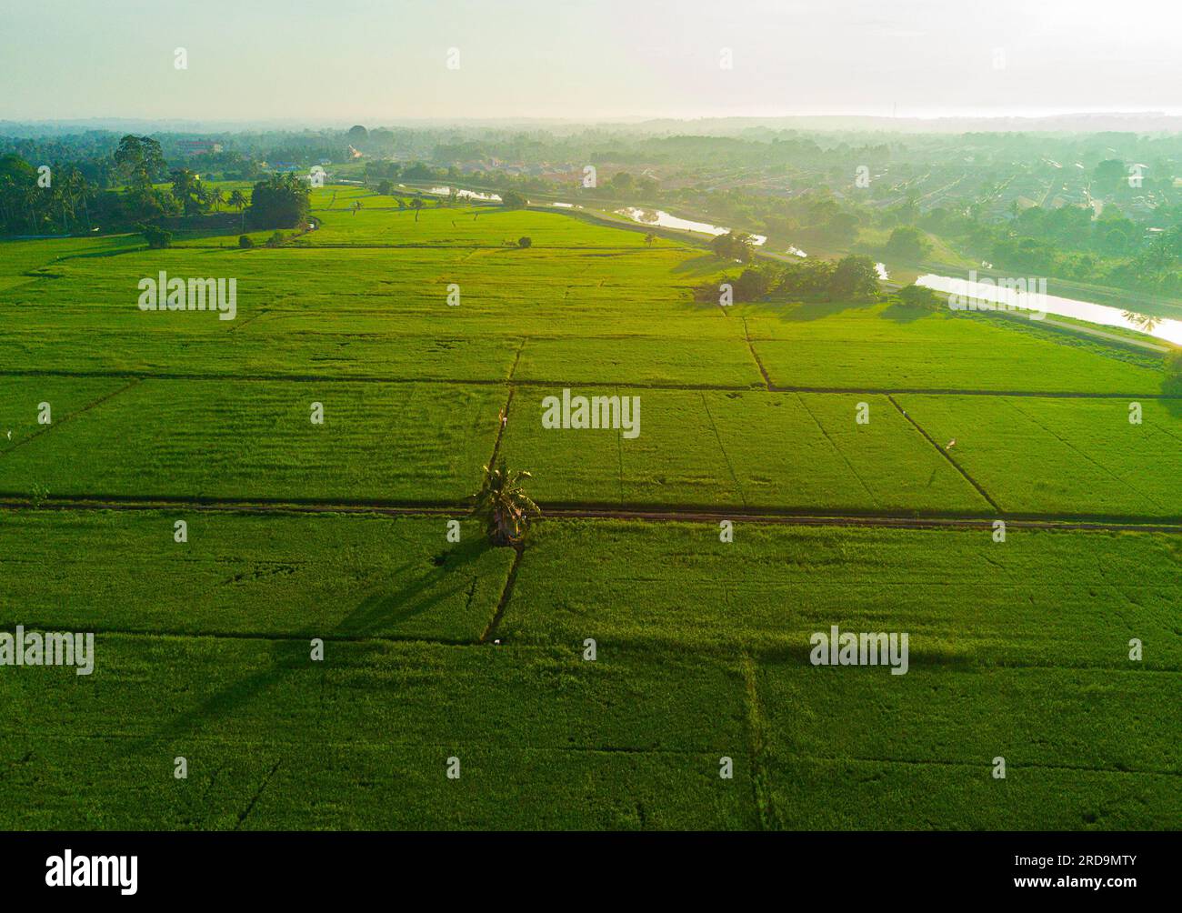 arial view of green paddy field on east asia during sunrise Stock Photo ...