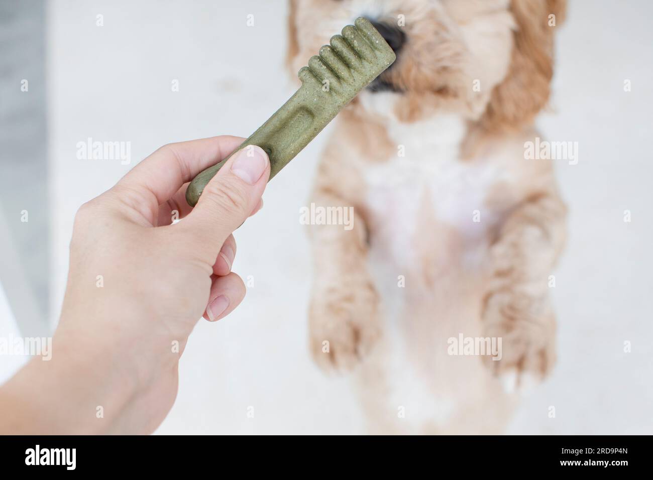 Dog dental care concept. Dental treats for dogs. Dog products Stock