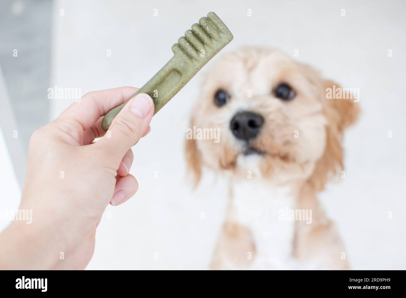 Dog Dental Care Concept Dental Treats For Dogs Dog Products Stock Dog dental care concept dental treats for dogs dog products stock