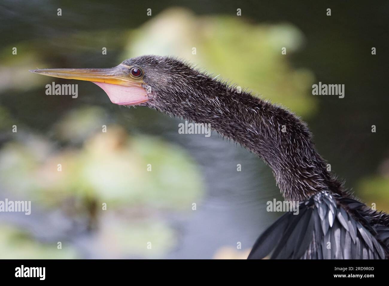 Anhinga macro hi-res stock photography and images - Alamy