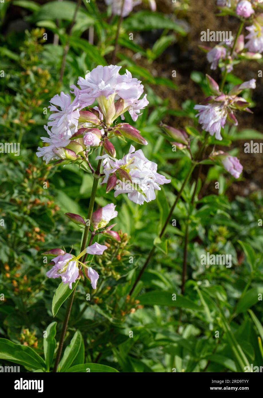 Common soapwort, Såpnejlika (Saponaria officinalis) Stock Photo