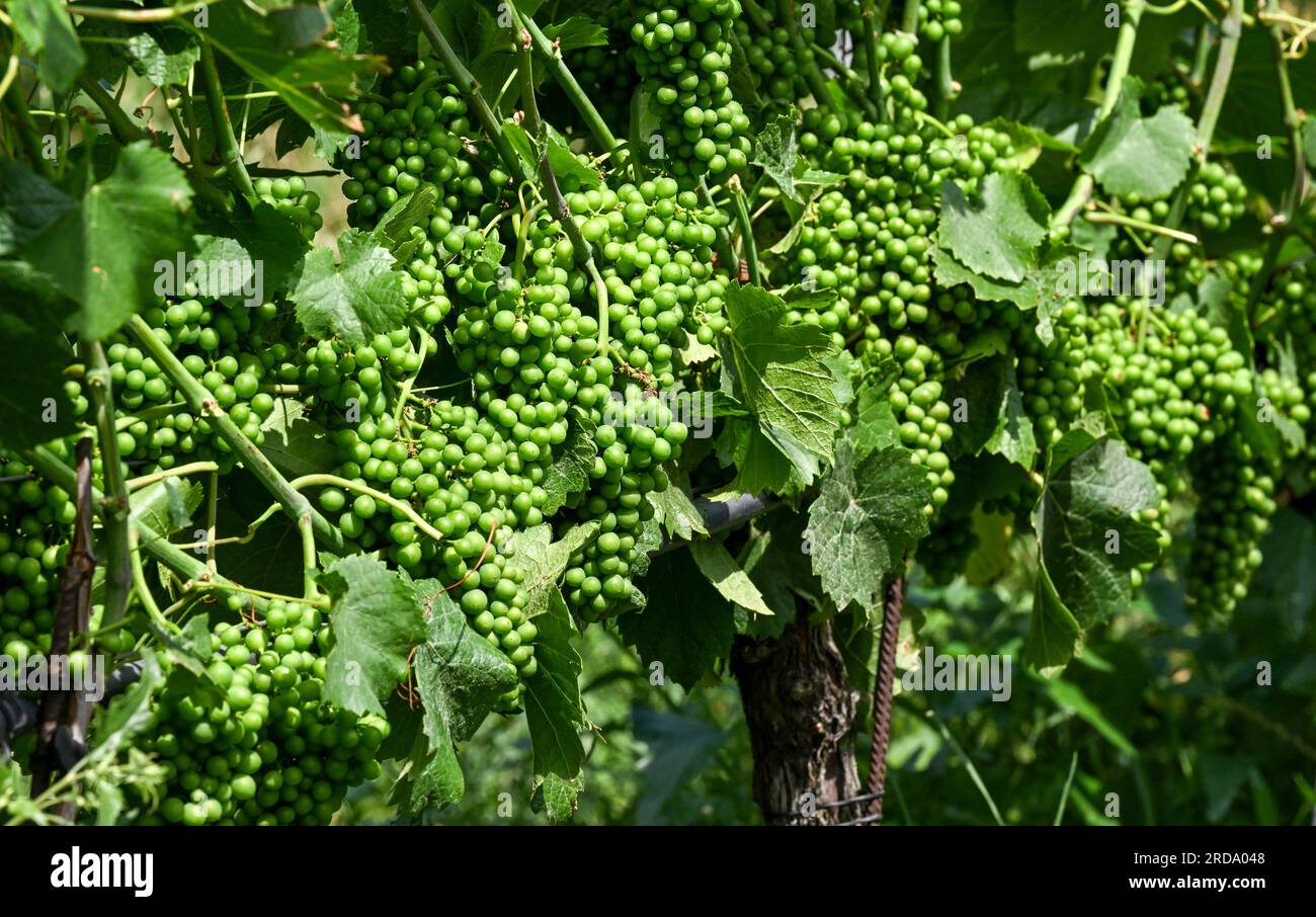 Picture of Vitis venifera hi-res stock photography and images - Alamy