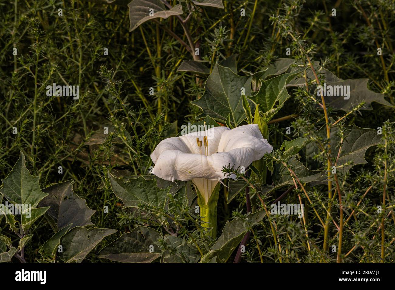 A Datura plant pokes up through other weeds in a hedgerow bordering farmland in Stanislaus County California USA Stock Photo