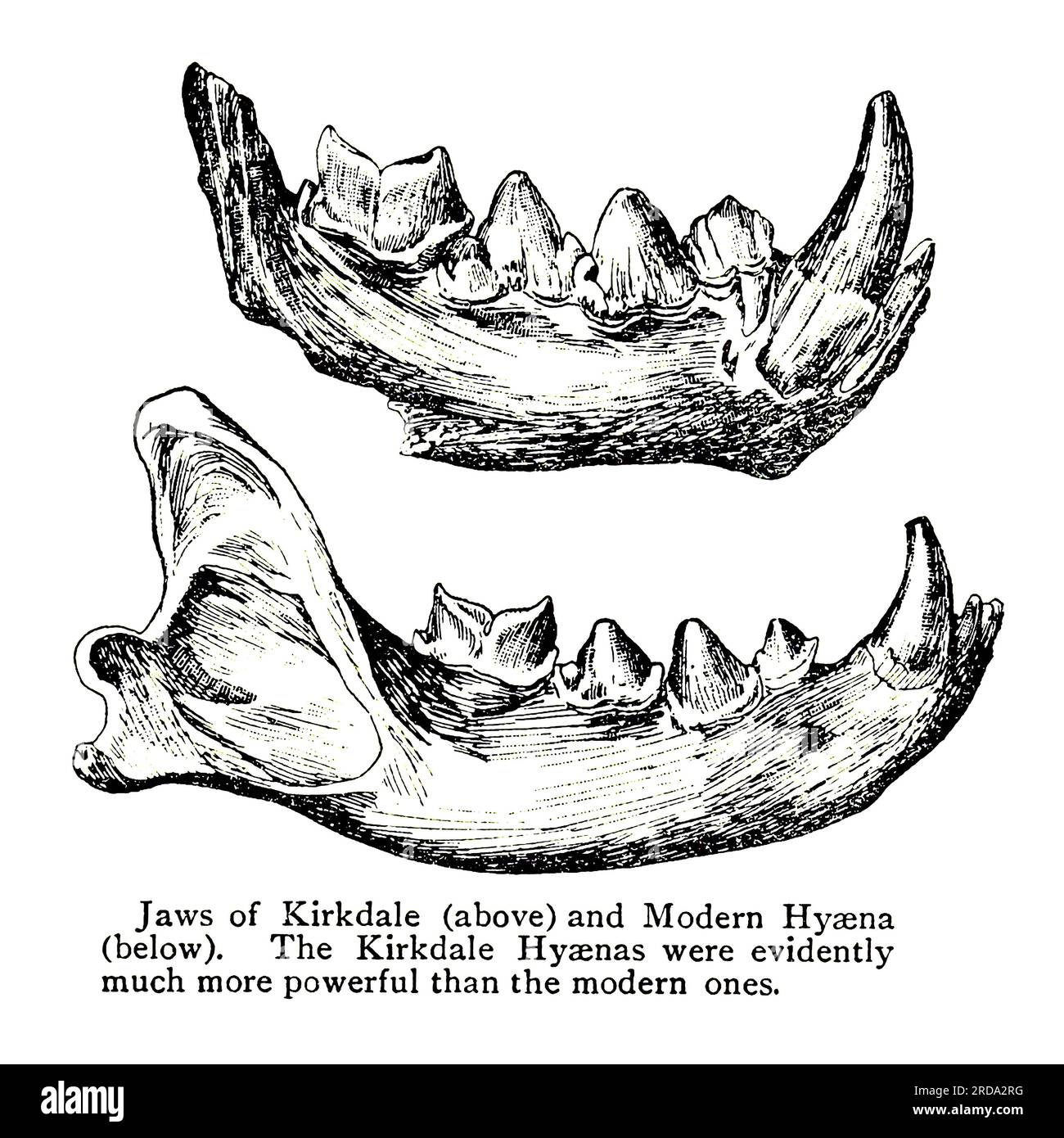 Jaws of Kirkdale (above) and Modern Hyaena The Kirkdale Hyaenas were evidently much more powerful than the modern ones from the book ' The evolution of an English town; being the story of the ancient town of Pickering in Yorkshire, from prehistoric times up to the year of our Lord nineteen hundred & 5 ' by Gordon Home, Publisher London, J.M. Dent & co.; New York, E.P. Dutton & co. 1905 Stock Photo