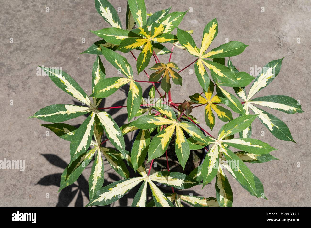 Manihot esculenta cassava variegated plant top view Stock Photo
