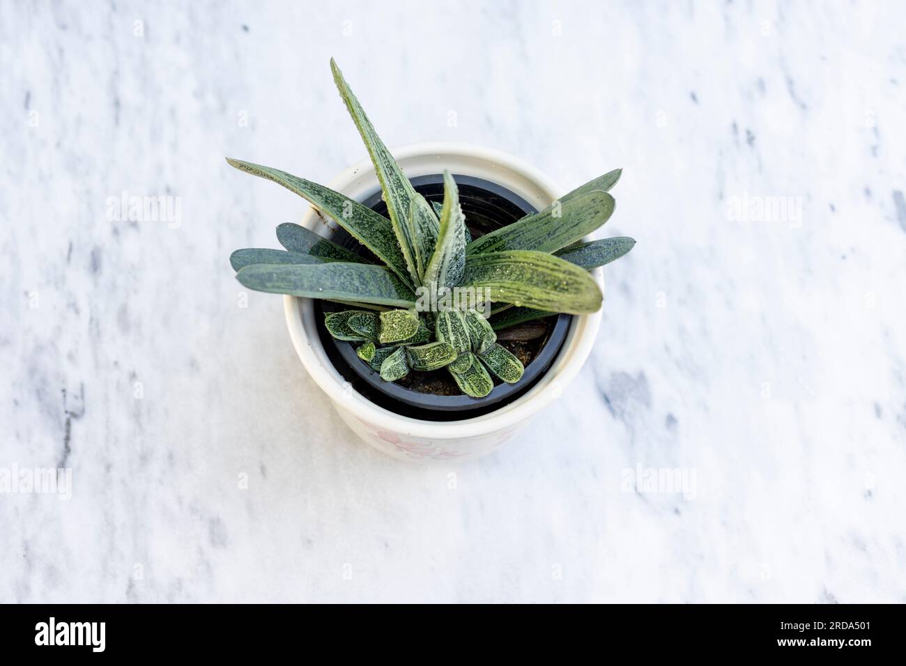 Gasteria little warty succulents plant in a pot. top view Stock Photo