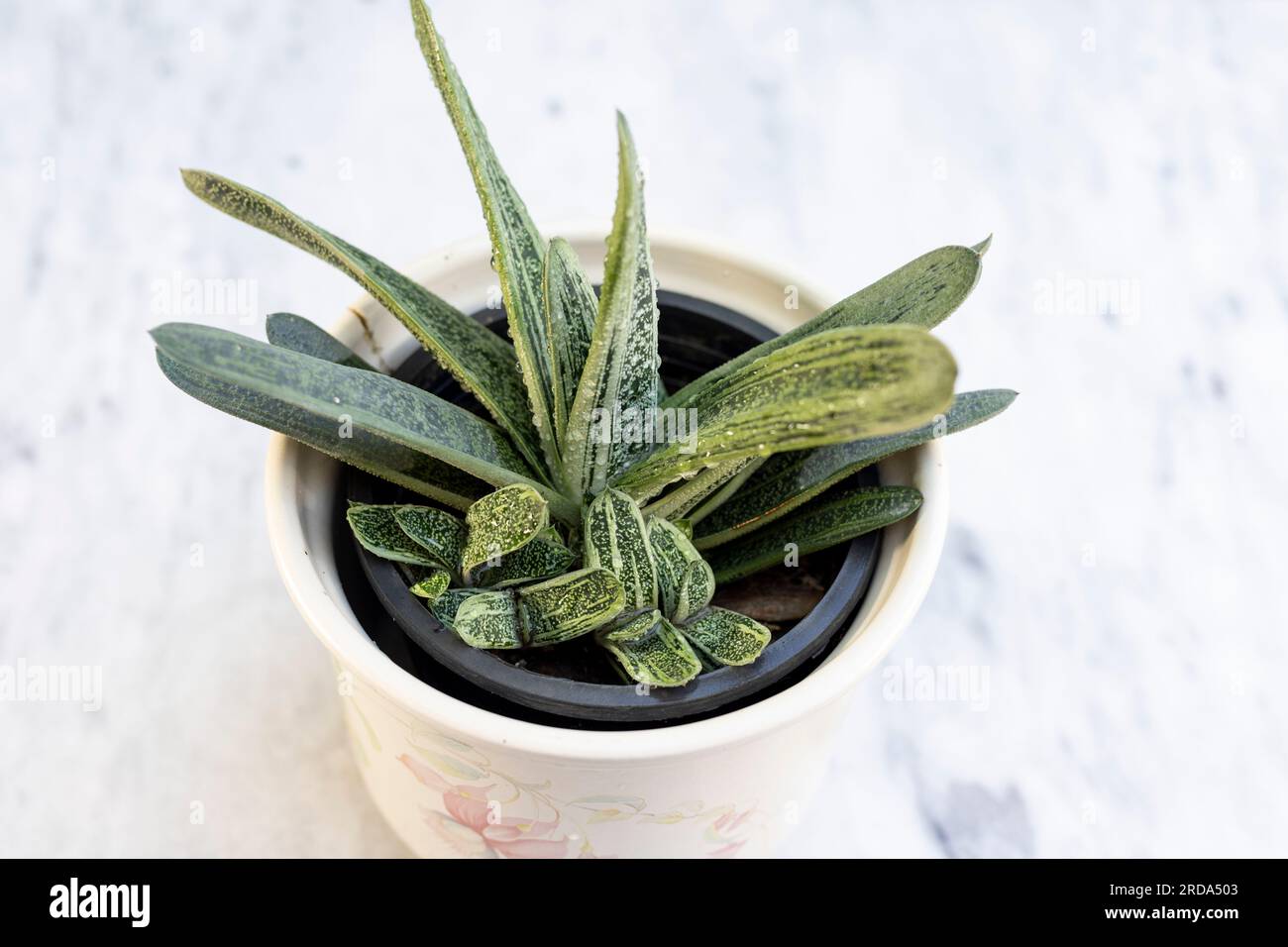 Gasteria ox tongue succulent plant top view Stock Photo