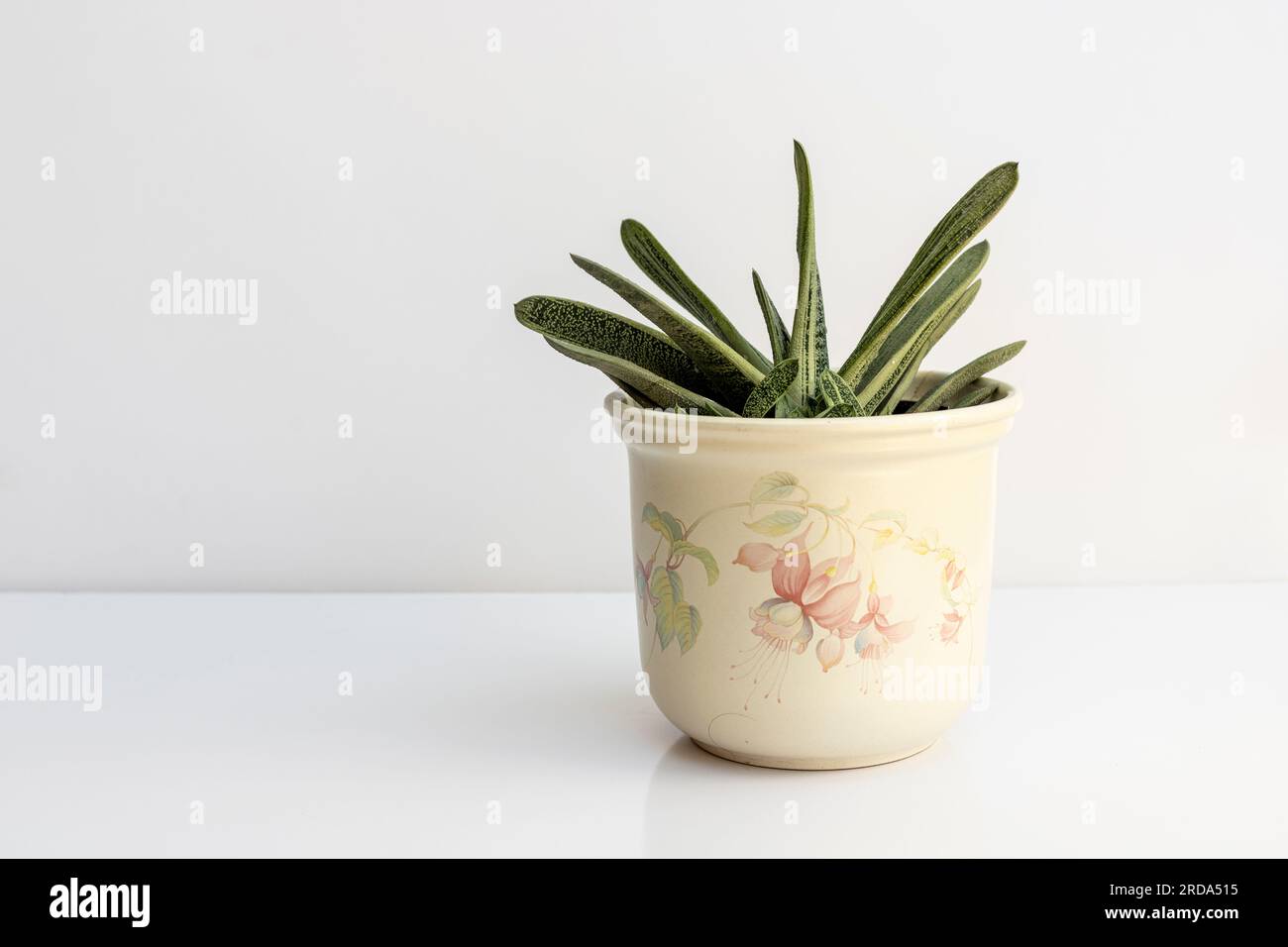 Gasteria little warty succulent plant in a pot isolated on white background Stock Photo