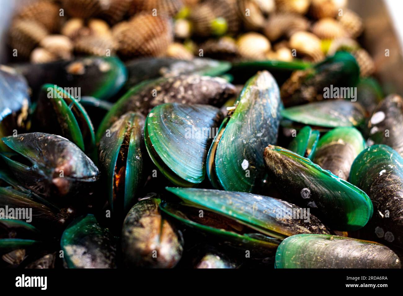 Mussels and cockles on the stall Advertising backgrounds and wallpapers in cooking and seafood
