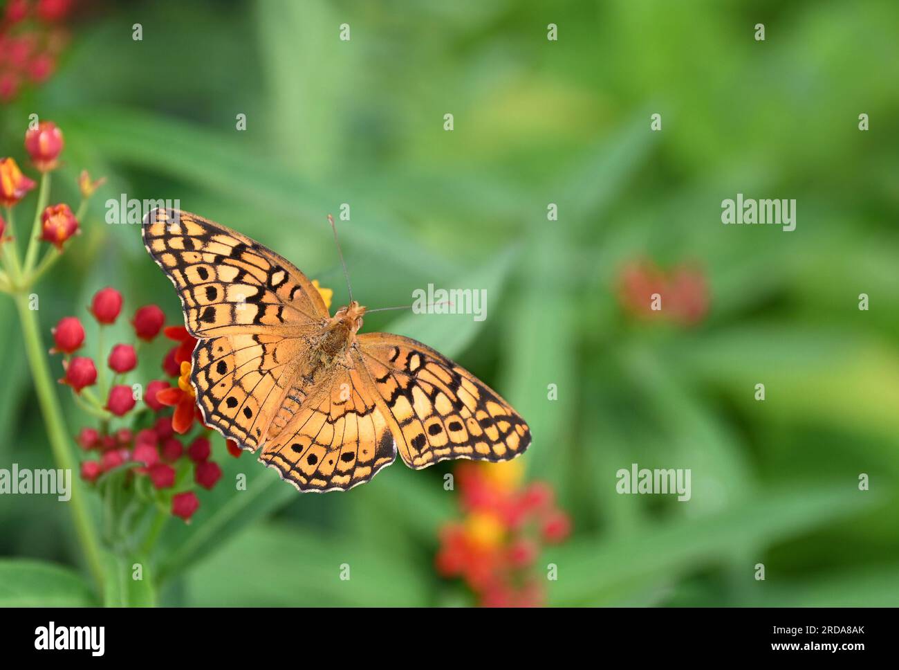 Variegated Fritillary butterfly (Euptoieta claudia) wide opened wings on Milkweed flowers in the summer garden. Natural green background with copy spa Stock Photo