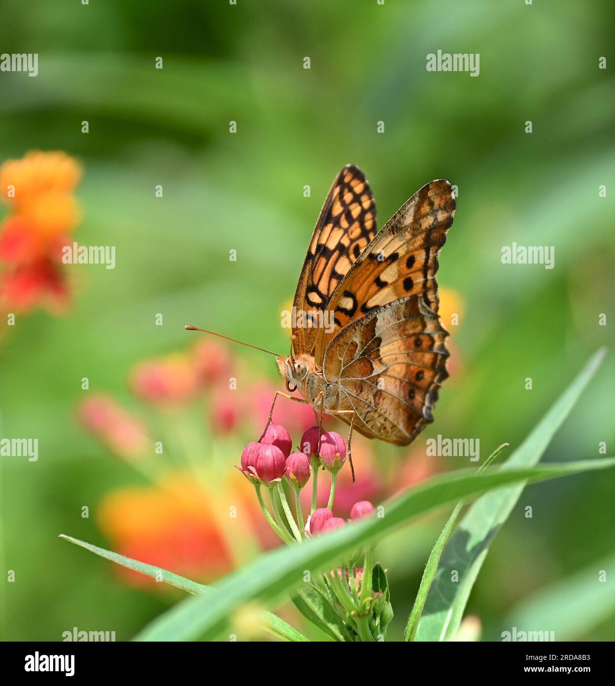 Variegated Fritillary butterfly (Euptoieta claudia) feeding on Milkweed flowers in the summer garden. Stock Photo