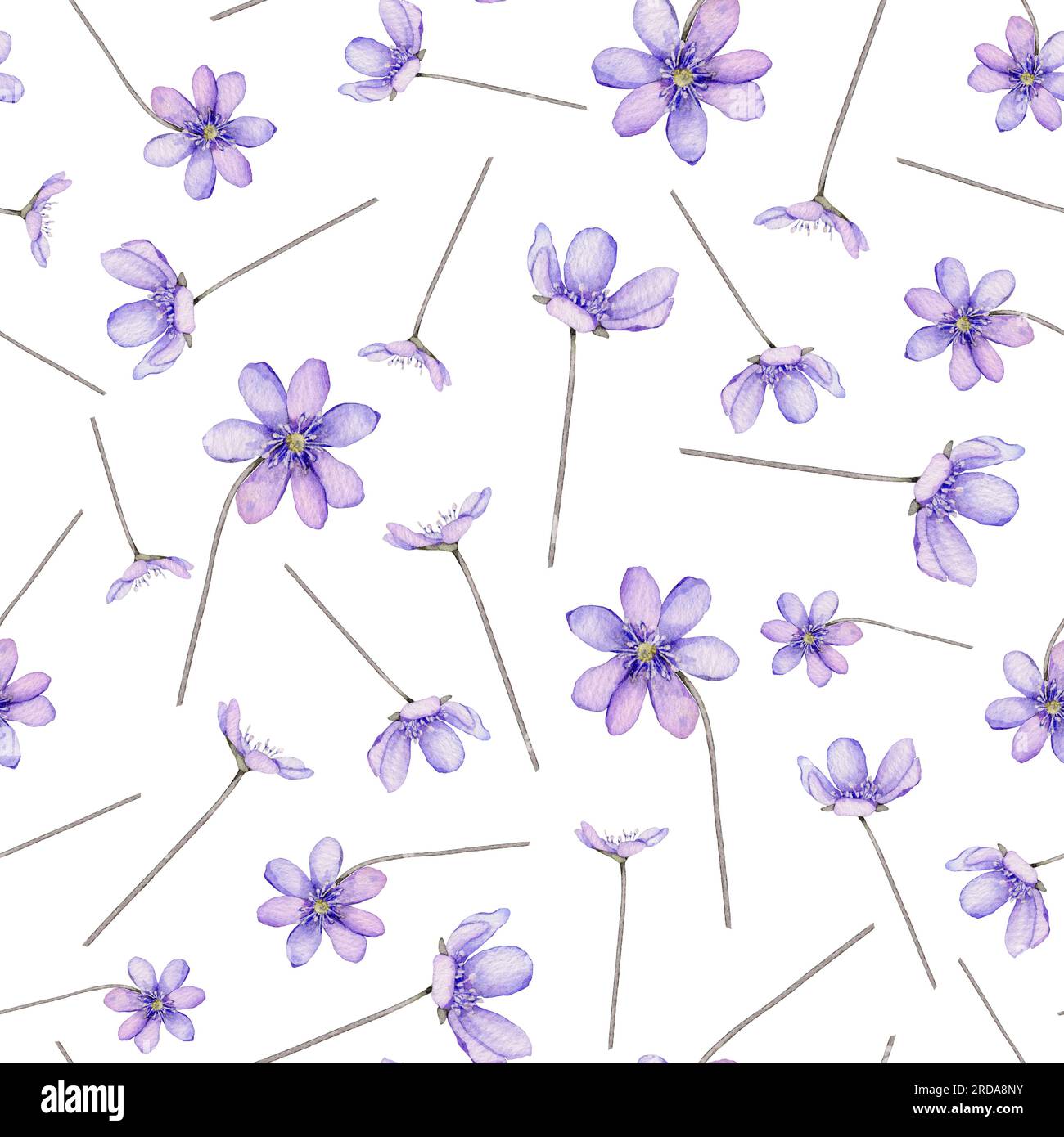Seamless pattern watercolor spring flowers. Scilla. Coppice, hepatica - first spring flowers. Illustration of delicate lilac flowers. Primroses, the Stock Photo