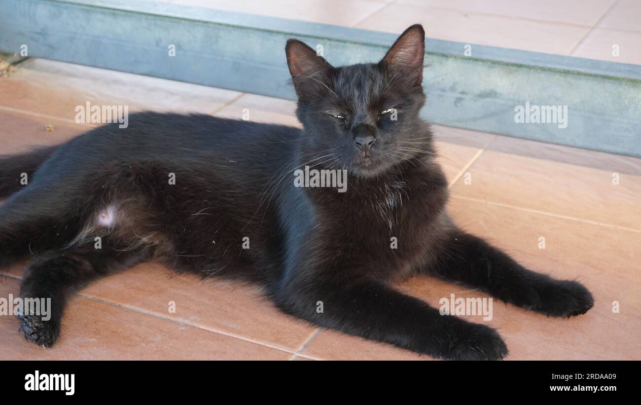 Beautiful black cat lying hi-res stock photography and images - Alamy