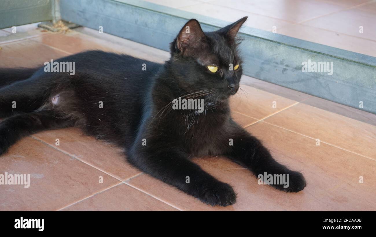 Black cat with yellow eyes lying on the floor Stock Photo - Alamy