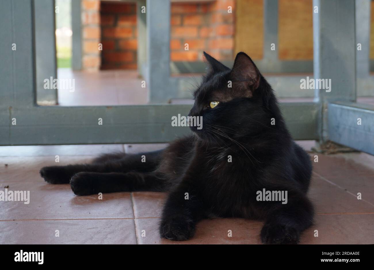 Black cat with yellow eyes lying on the floor Stock Photo - Alamy