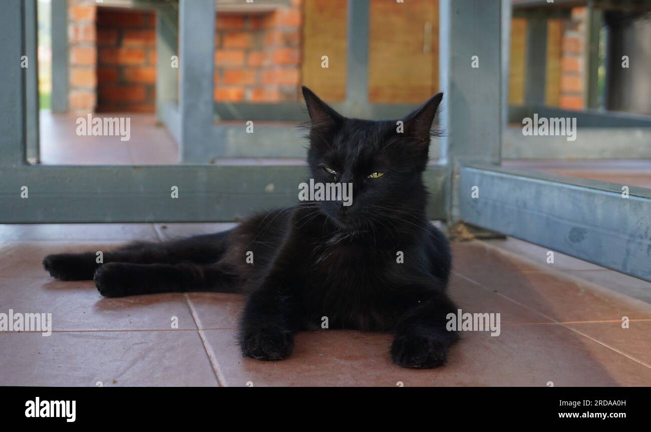 Beautiful black cat lying on the floor Stock Photo - Alamy