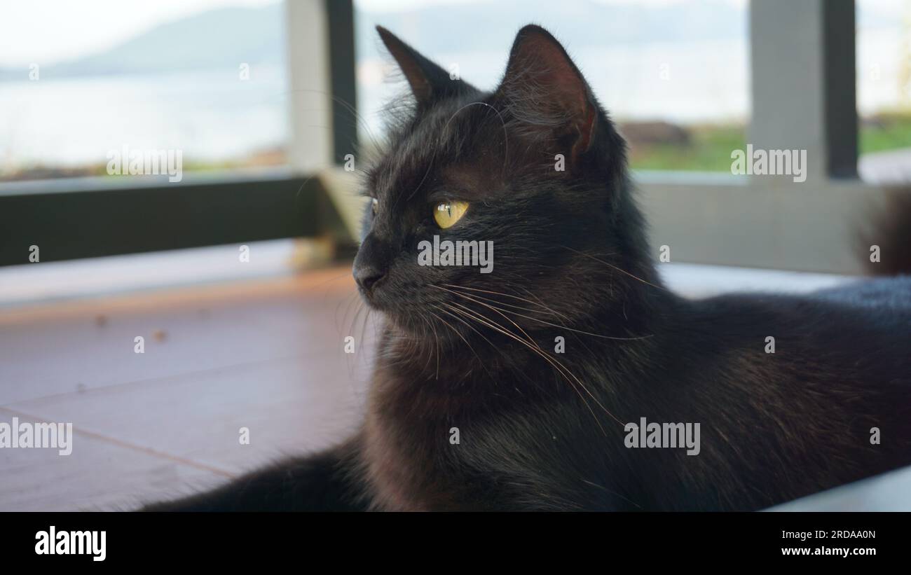 Black cat sitting on the floor and looking at the sea Stock Photo - Alamy