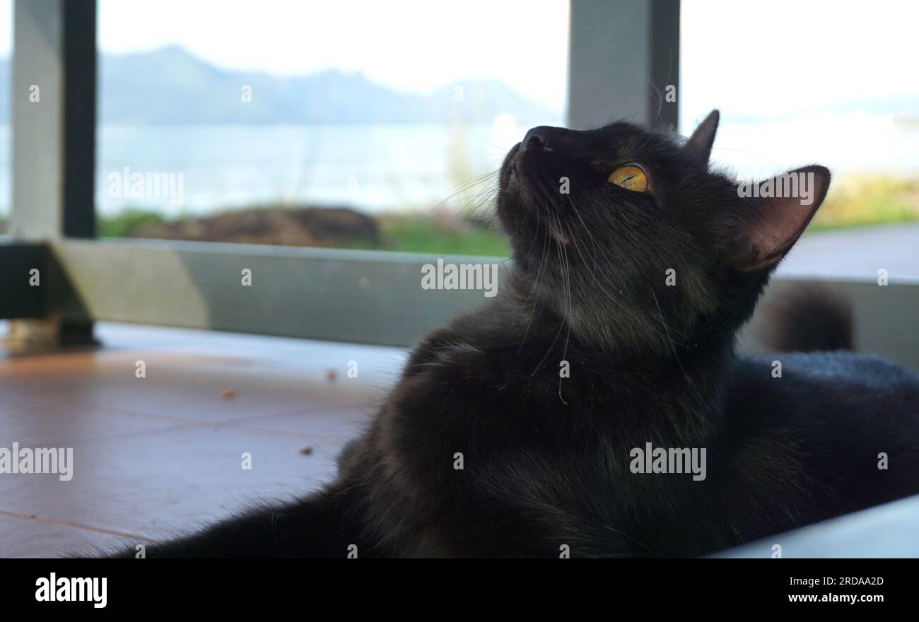 Black cat lying on the floor looking up Stock Photo - Alamy