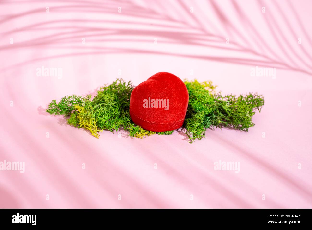 Red velvet jewelry box with green lichen moss on pink background with palm leaf shadows Stock Photo