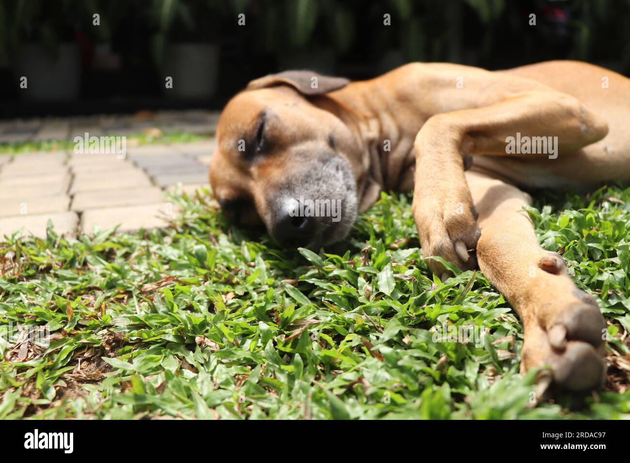 This dog is so paws-itively perfect, it's making me bark with delight. Stock Photo