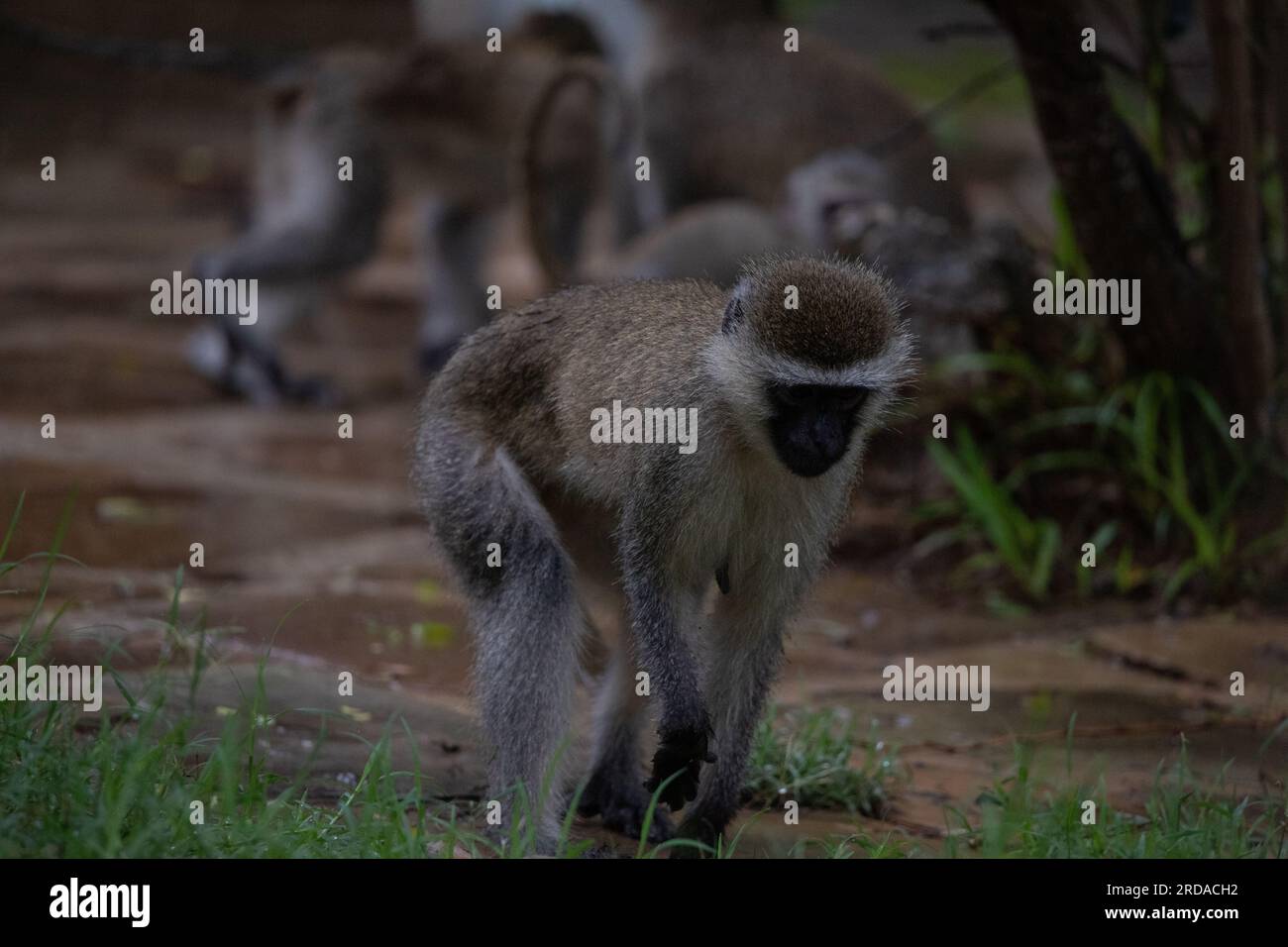 Gang of monkeys in Kenya Africa. Monkeys take over a hotel, Safari ...