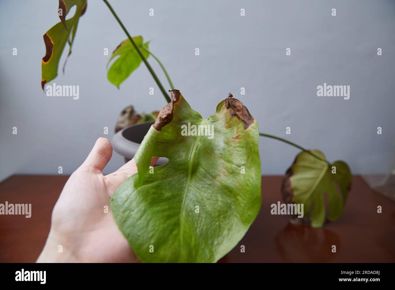 Pests diseases hi-res stock photography and images - Alamy