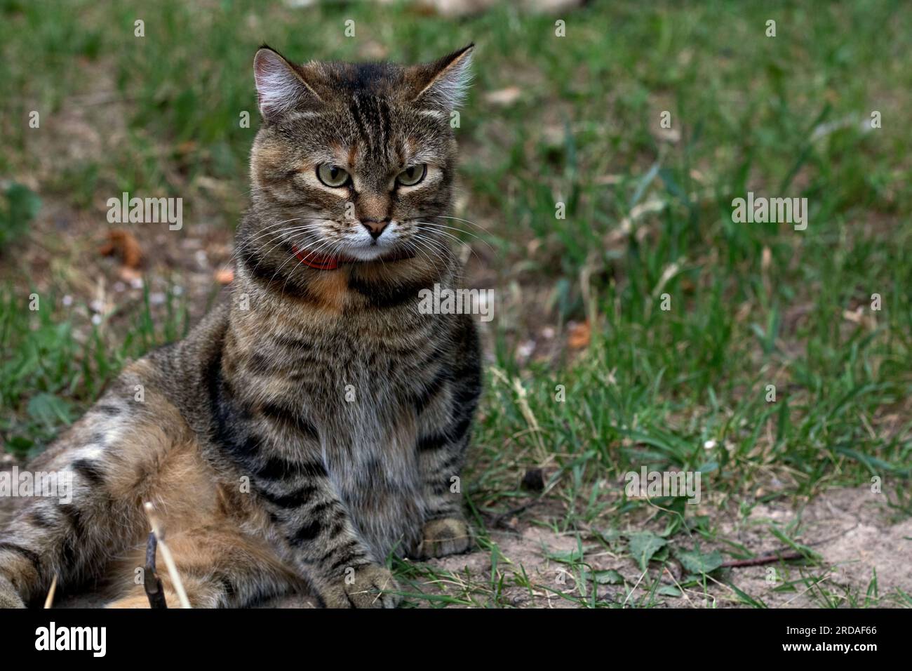 photo of a cat lying on its side on the grass and looking intently at a close-up Stock Photo